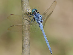 3.	呂宋蜻蜓，具有水藍色的眼睛，常出現於池沼邊。