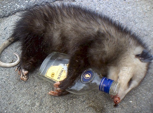 possum-drunk