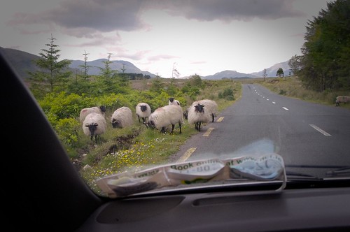 Sheep Rush hour on the road to Connemara 3