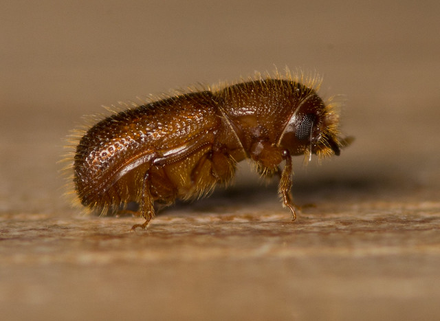 woodworm beetle adult 6