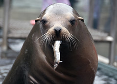 California sea lion with fish in mouth