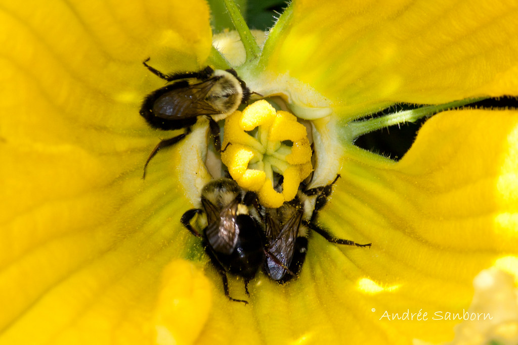 Bumblebees on Squash Blossoms-3.jpg