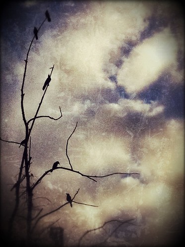 166/365- Birds and branches by elineart