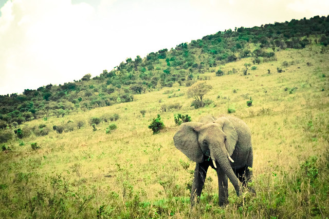 Kenyan Elephants! (1)