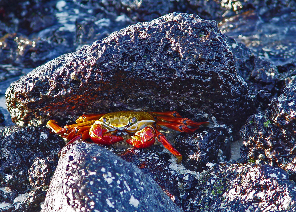 DSC00822 Galapagos Sally Lightfoot Crab