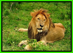 BIG CATS - MASAI MARA - LION FAMILY