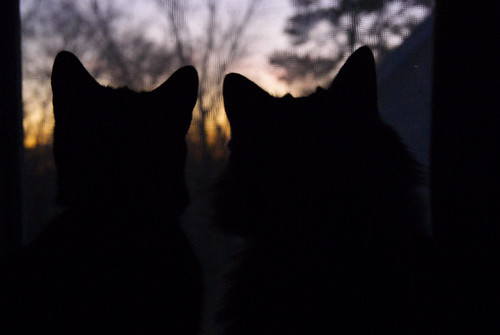 Cats enjoying the sunset