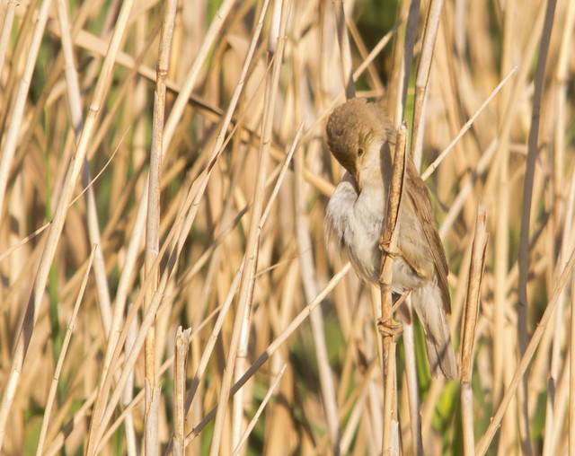 reed warbler in reeds