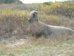 Elephant Seal5