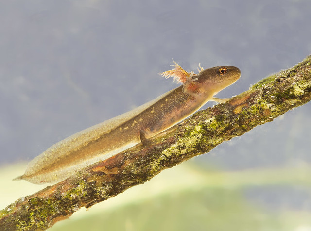 palmate newt tadpole 2 edited