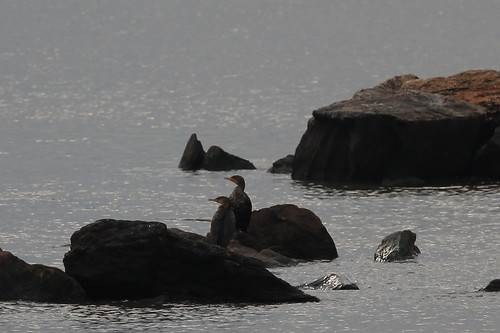 Cormorants on a watch