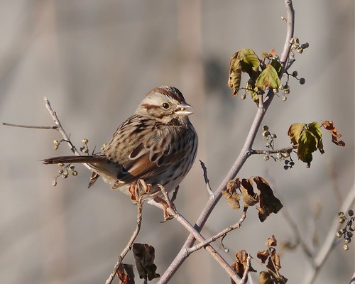 Song Sparrow Eating Poison Ivy Berries