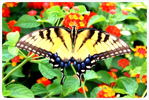 savannah butterfly