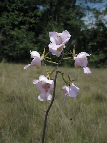 orchid on savanna