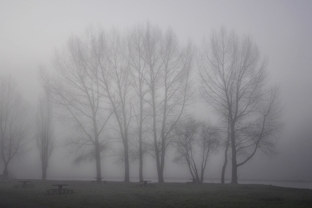 Petit matin brumeux à Picauville (2239)