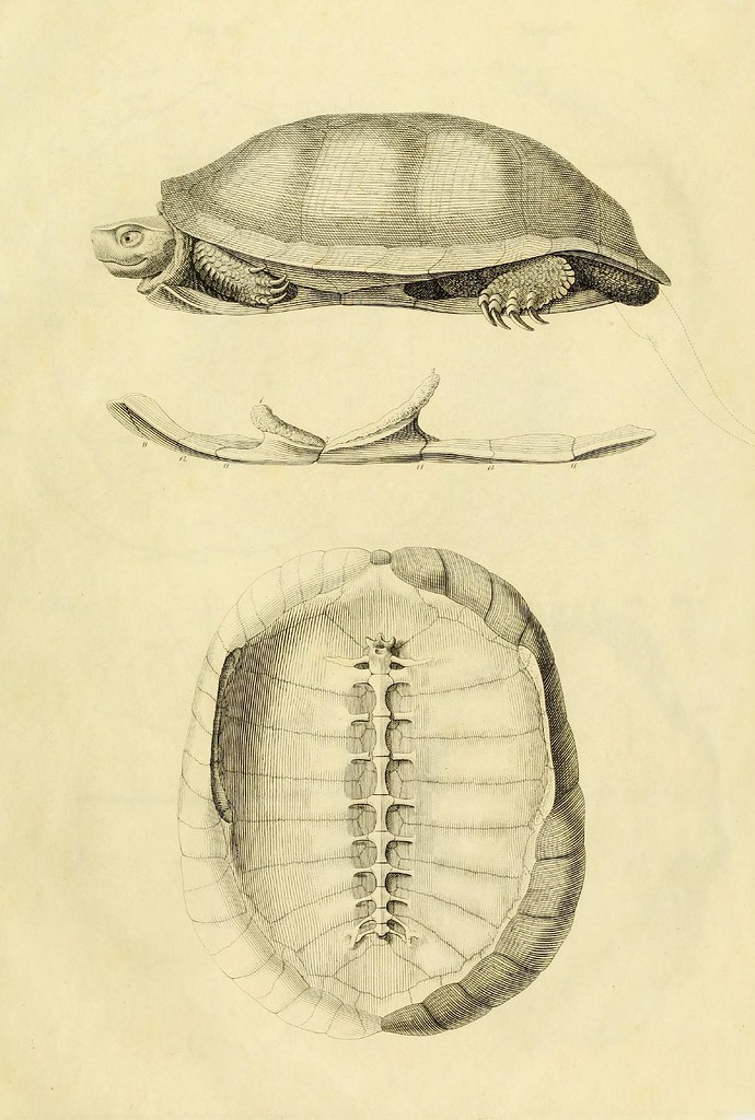 Anatome testudinis Europaeae 1