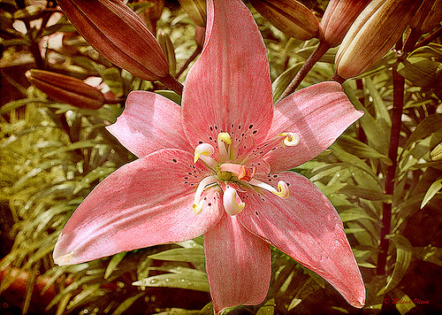 pink _flower