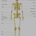 Huesos. Esqueleto (vista posterior)