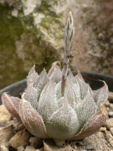 Haworthia cooperi var. venusta [RSA, Kenton on Sea] by Succulents Love