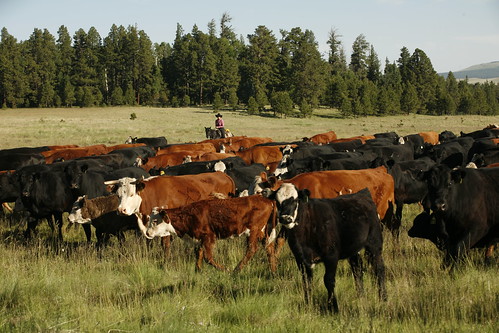 Cow herd is tended on the Apache-Sitgreaves National Forest in Arizona.  The Ranch was a recent winner of the Forest Service’s Outstanding Rangeland Management External Partner Award. (Photo Credit:  Photo taken by Wink Crigler for X Diamond Ranch)