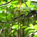 Viper in Kilim Forest, Langkawi