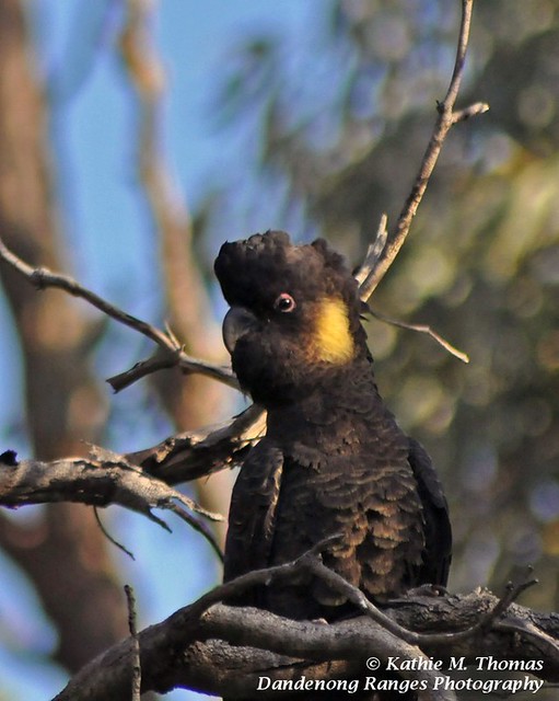 Yellow-tailed Black Cockatoo closeup