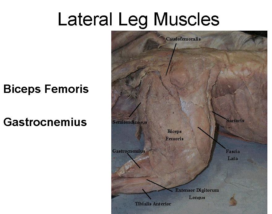 13. Lateral and Lower Leg Muscles