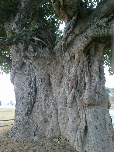 450 old years tree 