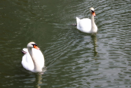 Swans by sagtran