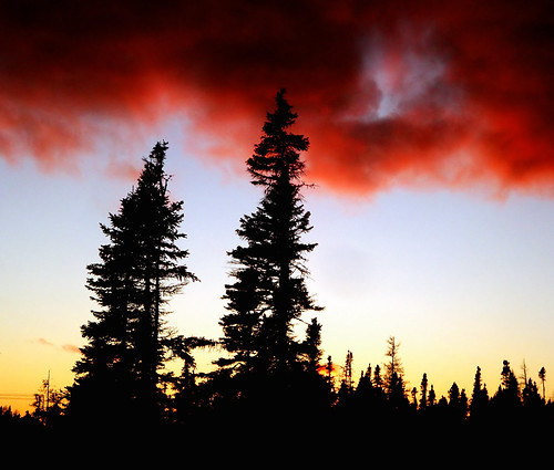 Black Spruce Trees at Sunset by Orion 2