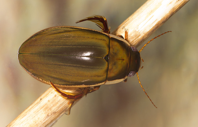 black belly diving beetle upperside edited