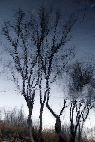 TREES REFLECTION by juanluisgx