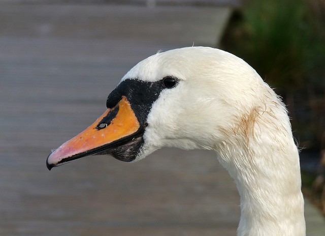 25447 - Mute Swan, Cosmeston