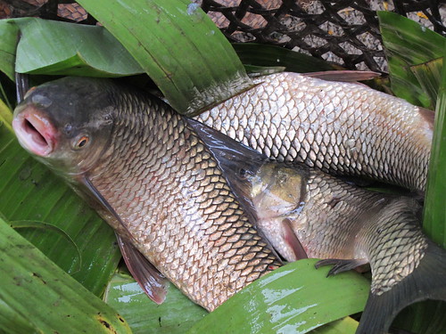 Freshly caught fish, Khükiye Lukhai