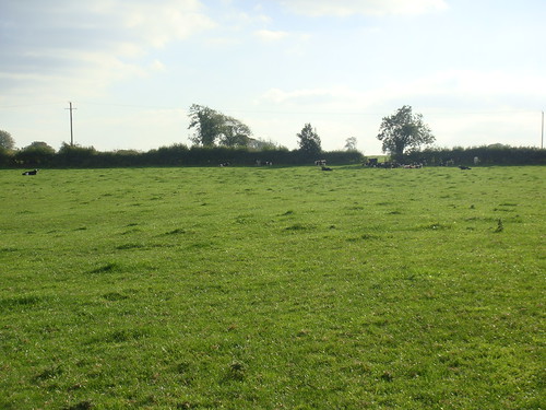 Prado con vacas pastando