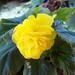 Begonia amarilla