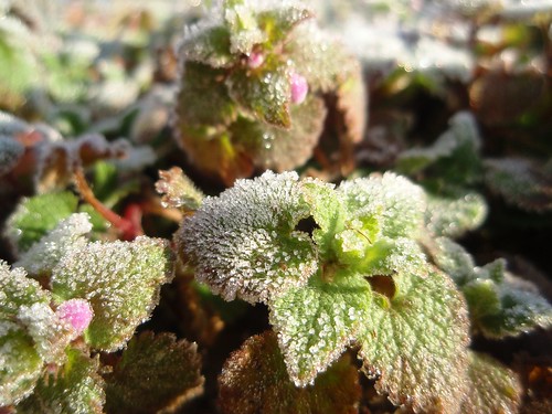frosted herbs (4)