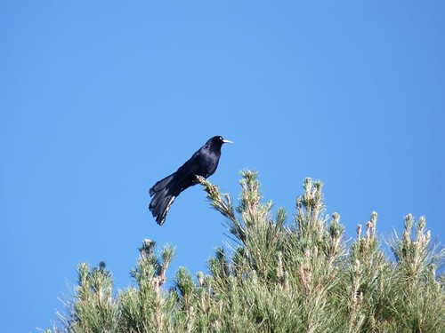 Great-tailed Grackle - Mesilla Park, NM