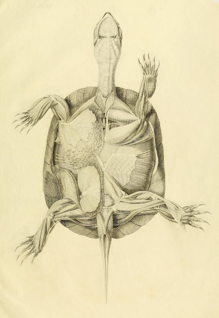 Anatome testudinis Europaeae 5