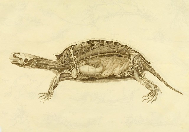 sketch of turtle anatomy