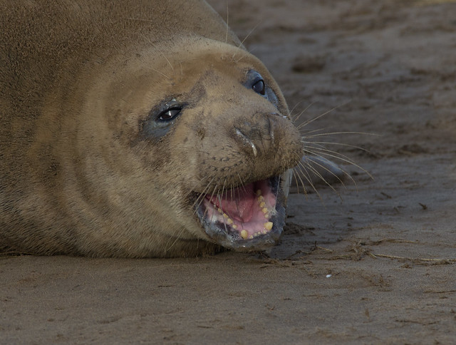 female seal open mouthed