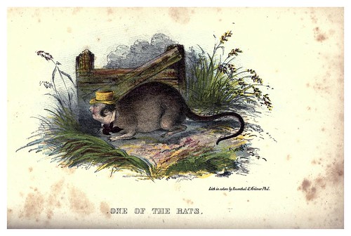 007-Una de las ratas-The comic natural history of the human race (1851)- Henry Louis Stephens
