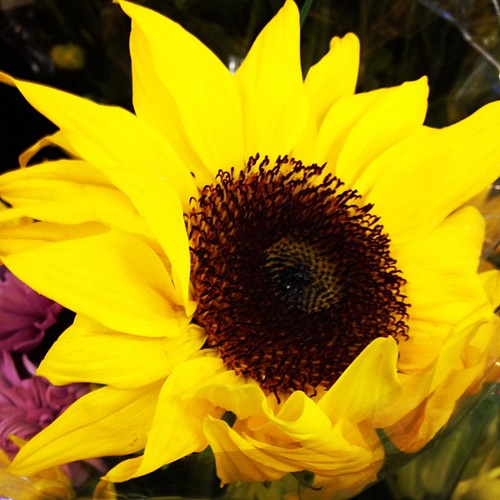 You are my sunshine, grocery store flower bin