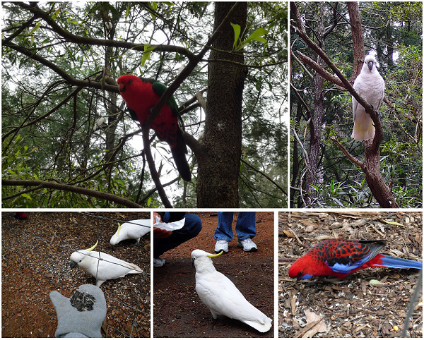 Dandenong自然保護區餵食野生鸚鵡.jpg