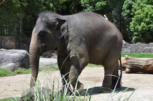 Burma the elephant
