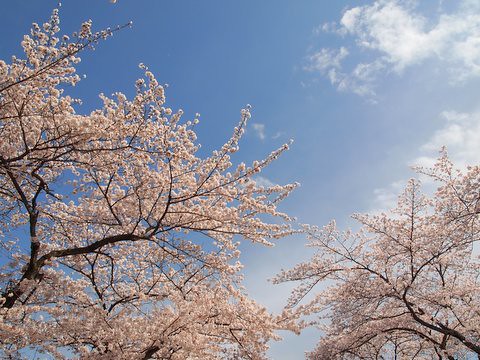 春爛漫 by sakura meguru