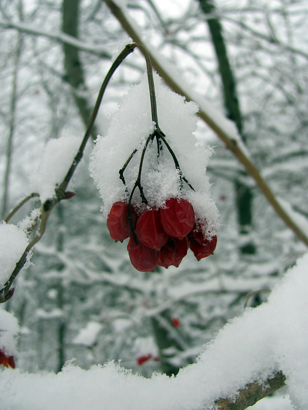 Winter jewel :: Bijou d'hiver