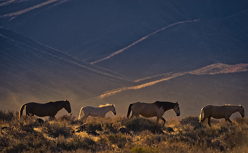 Mustangs' "Waterhole Walk" by Jeffrey K. Edwards