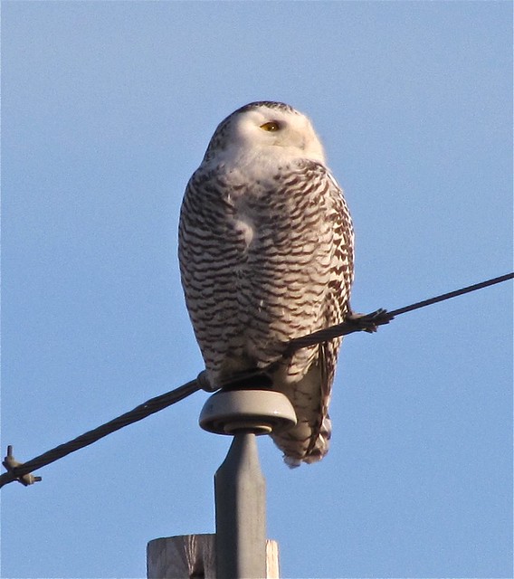 Snowy Owl in McLean County 11