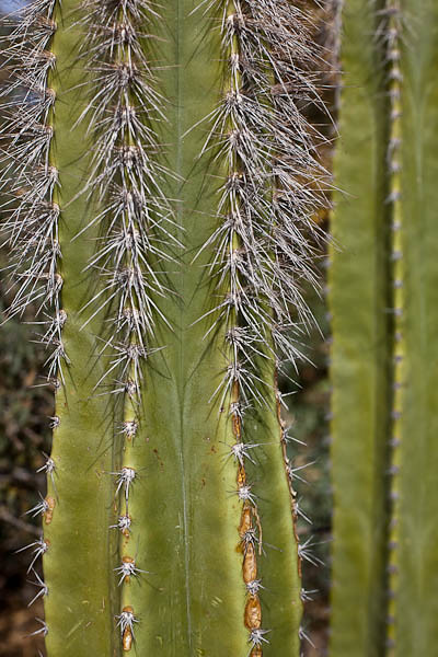 Whiskery Cactus?
